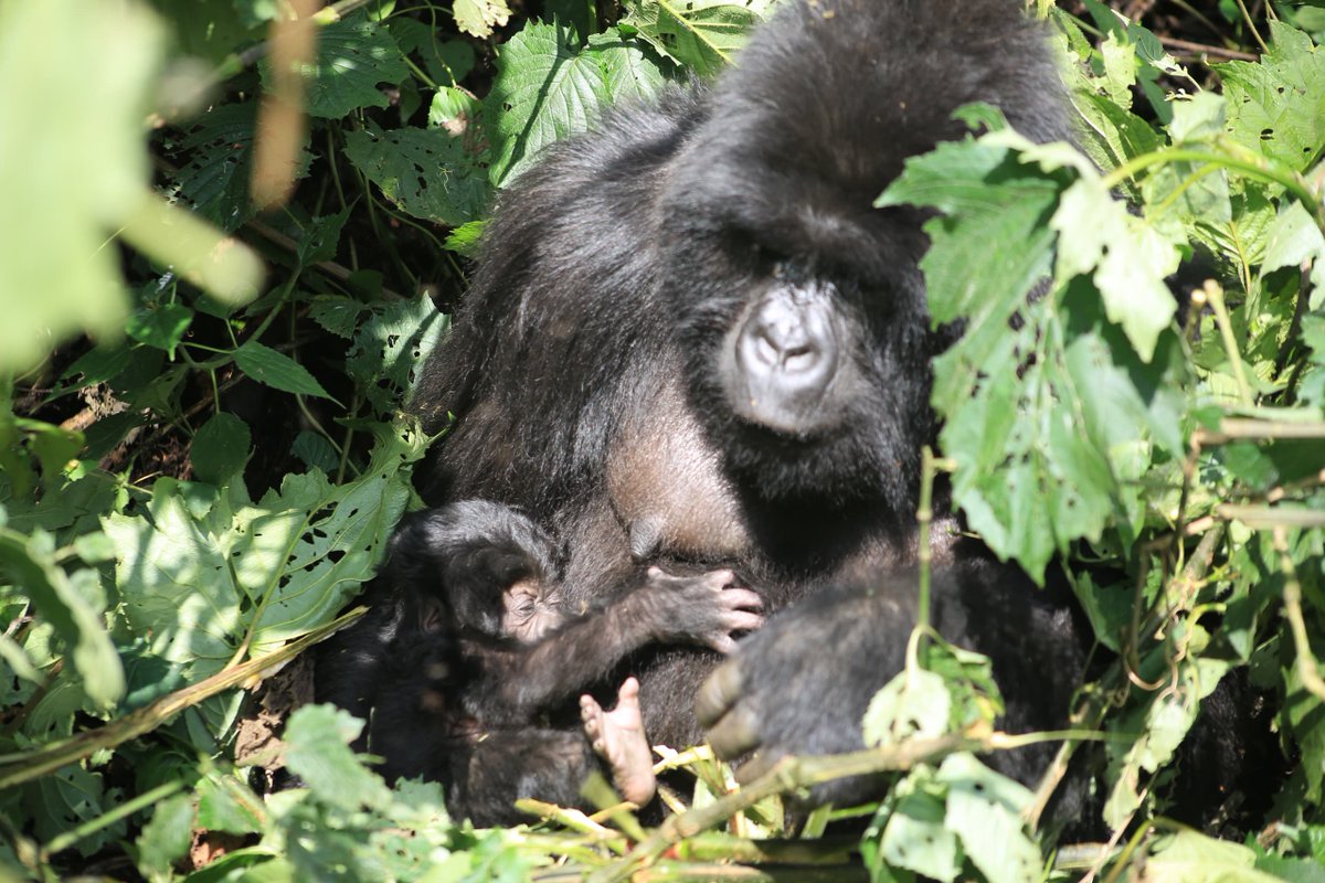 Nous sommes heureux d'annoncer une nouvelle naissance dans le Parc National des Virunga. Au cours d'une mission de surveillance, les pisteurs communautaires ont observé que la femelle Bagambe, de la famille Rugendo, avait donné naissance à un petit mâle.⁠
⁠
Avec cette