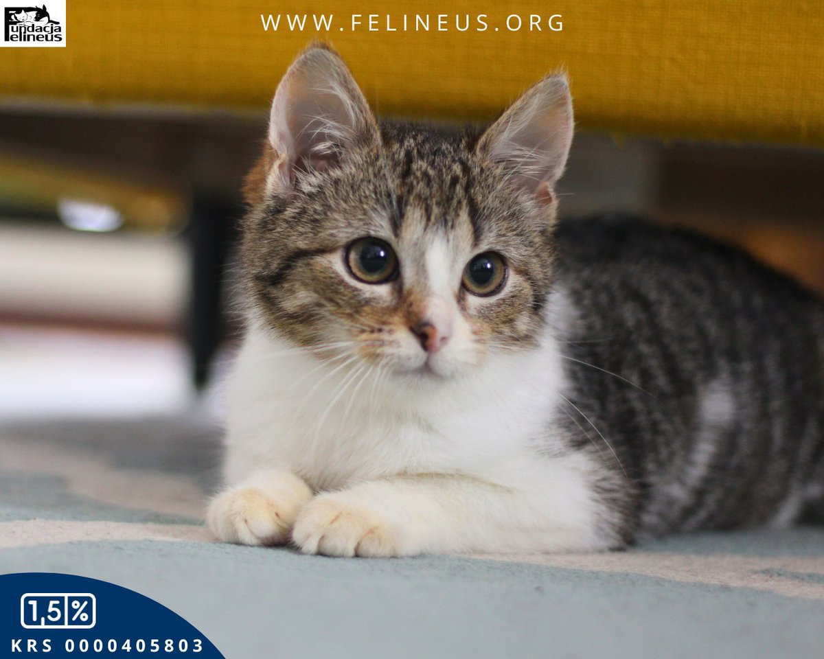 Spragniona bliskości kicia czeka na dom ❣️

Muszelka to biało-bura kotka urodzona w październiku 2025 roku. Jest bardzo przyjazna dla ludzi, towarzyska i spragniona bliskości. Gdy tylko ma ochotę, sama wskakuje na kolana i domaga się pieszczot. Uwielbia głaskanie i czochranie, a