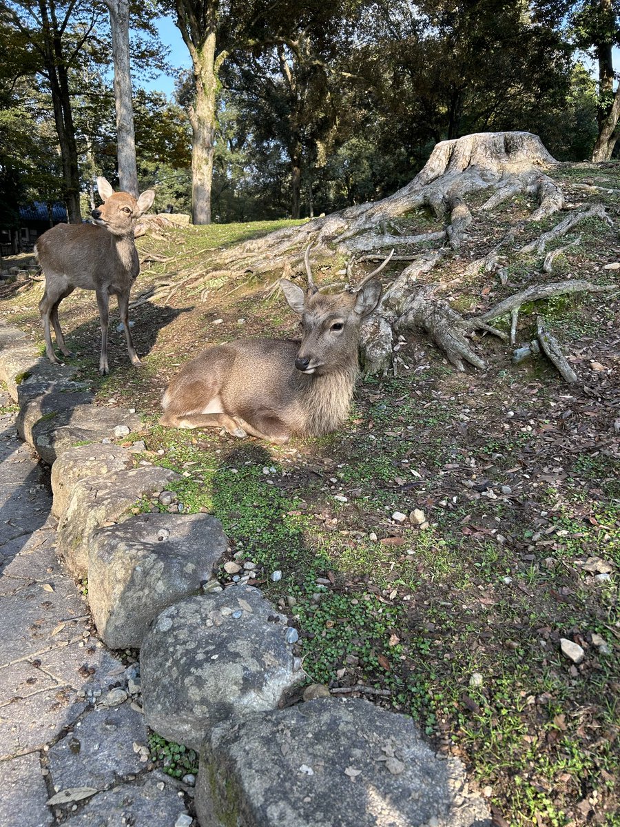 Guldur201's tweet photo. 🦌 
- Nara, Japan 🇯🇵 

#日本 #鹿 #narapark https://t.co/PyetR3lyci