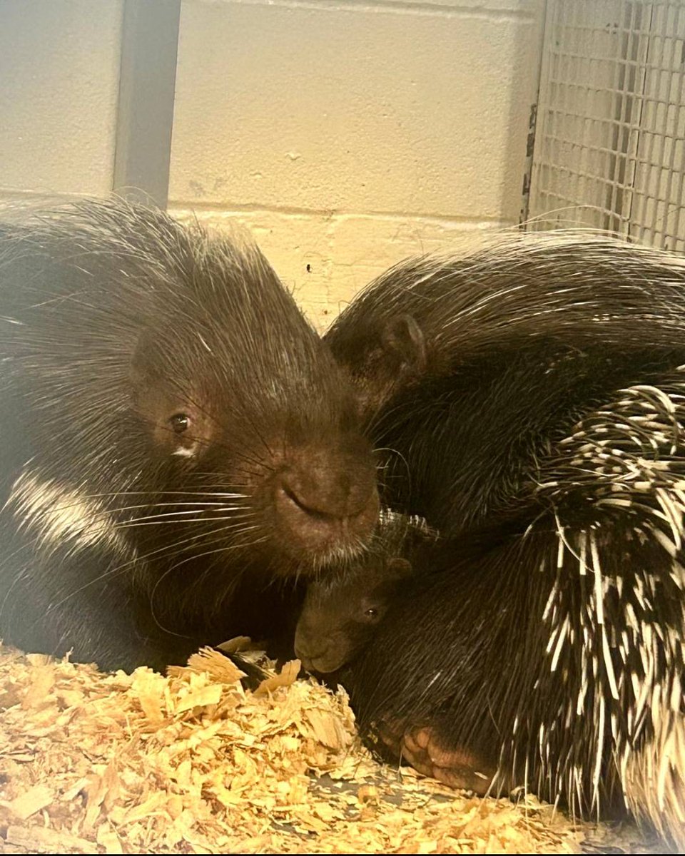 calgaryzoo's tweet image. It’s #FamilyDay in Alberta! 💕 

Can you spot our tiny porcupette? 🍼 African crested porcupines are monogamous and paws-on parents, and we're thrilled to watch mom 'Caleefa' and dad 'Bristle' care for their teeny por-cutie-pine! 💕

#YourZooYYC