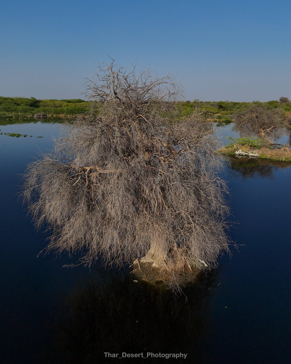 ये जाल का एक पेड़ सौ पेड़ जितनी आक्सीजन देता होगा

बहुत पुराना पेड़ था ऐसे लाखो पेड़ जोजरी के जहर से जल गये 

पूरी जैवविविधता खत्म हो गयी और सिर्फ विलायती बबूल दिखाई देते है अब।

कैसी विडंबना है कि आज भी कोई कार्यवाही नहीं होती है।

सबसे पहले जोधपुर के जोधपुर प्रदूषण नियंत्रण