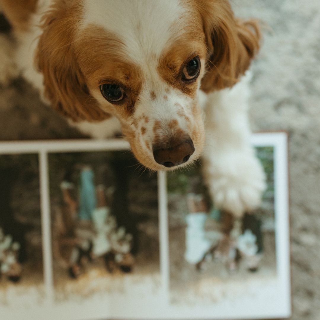 Printique by Adorama tweet media