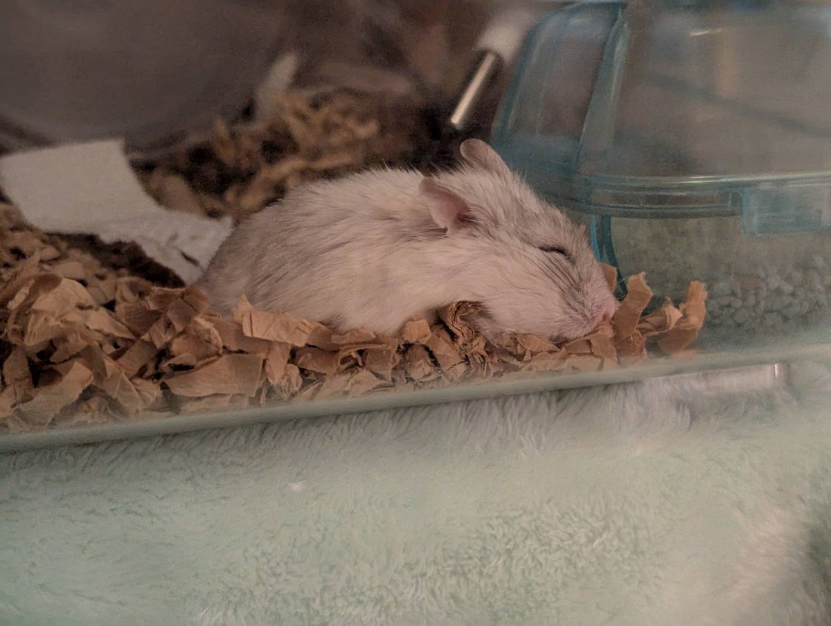 ゆい🐹🐹🐹🐹🐹🐹 tweet media