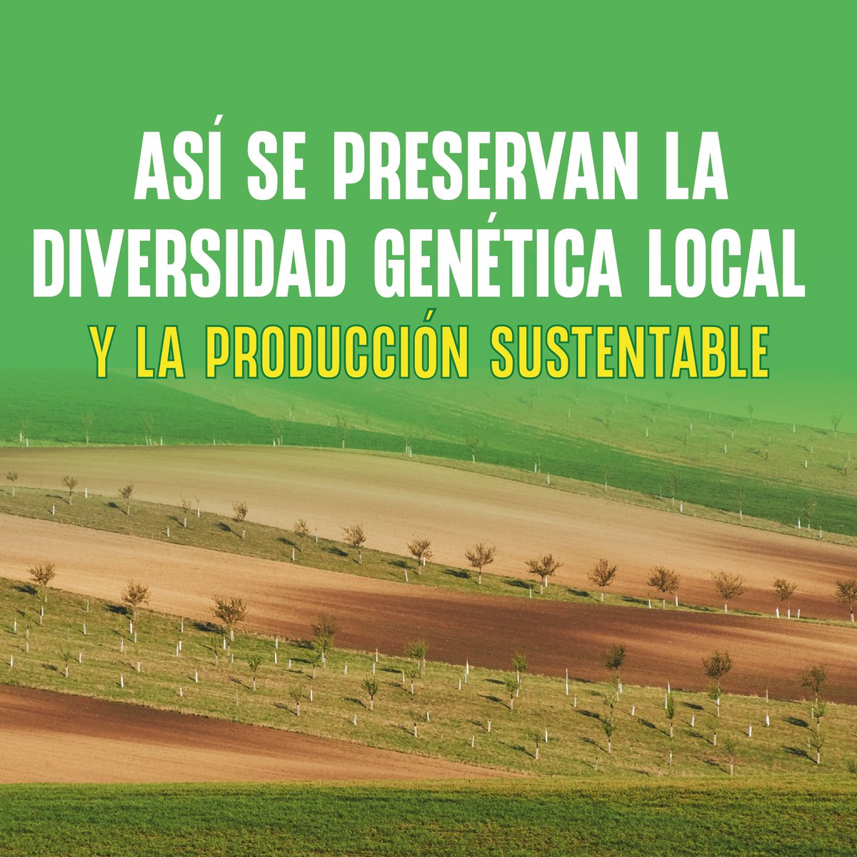 GrumaGlobal's tweet photo. Al apoyar el cultivo del maíz azul, cuidamos nuestra historia y alimentación. 💙
#Gruma #MaizAzul #OrgulloMexicano https://t.co/X6XEyzbqcm