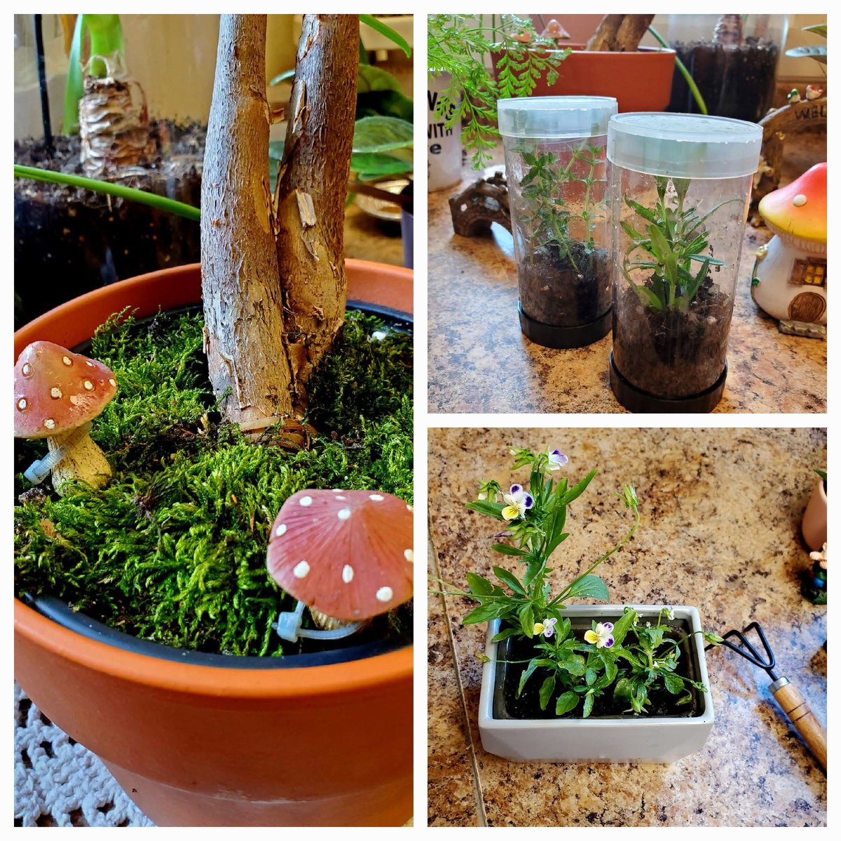 Wendy Spickerman tweet media