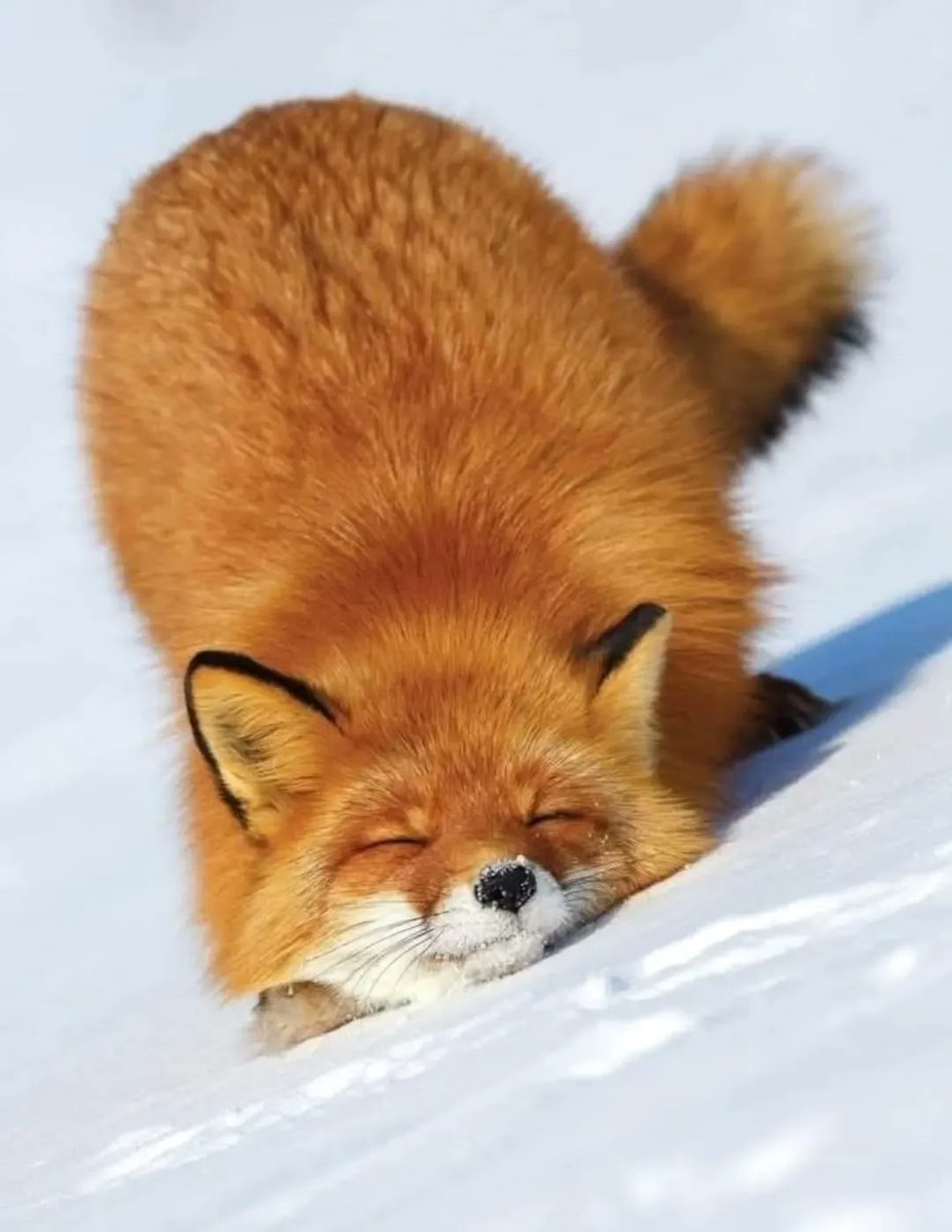 When the snow is your pillow