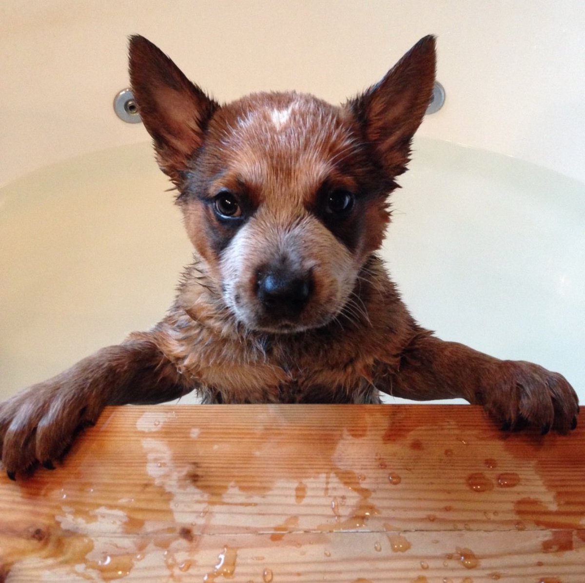 SevierlyBlessed's tweet photo. My pup’s first bath photo has all the Monday energy.
Heavy on the betrayal.
#redheeler #cattledog https://t.co/8bh7pjTi8A