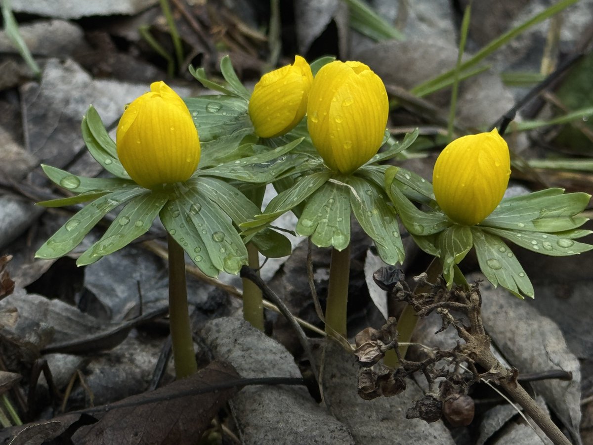 funnyson30's tweet photo. Winterlinge (Eranthis hyemalis) zum Montag #Februar #Flora #Winterlinge https://t.co/cuwVvw6nog