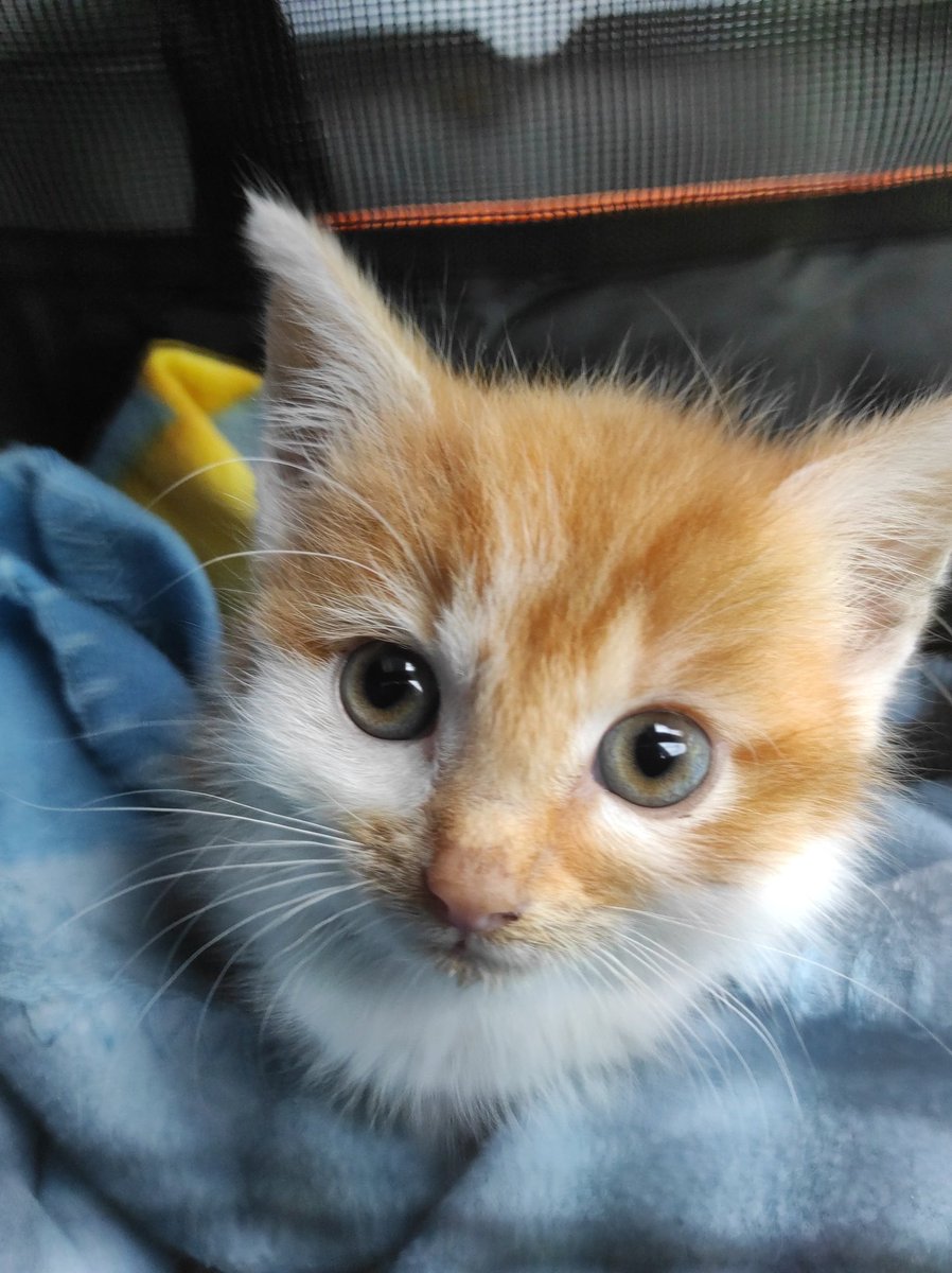 Schaut mal Freunde wie klein ich mal war 😻 Unserer Dosenöffnerin geht es leider schon länger nicht mehr gut und jetzt ist auch noch ihr Papa im Krankenhaus und wartet auf ein Wunder 😿 Alles ist gerade nicht einfach. Da müssen wir natürlich extra viel kuscheln #twitterrudel