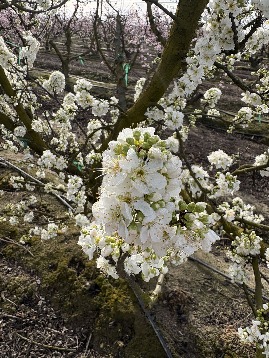 Cal Ag Solutions tweet media