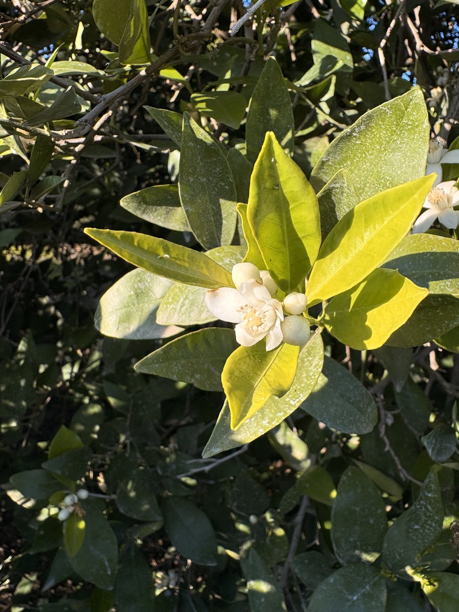 Cal Ag Solutions tweet media