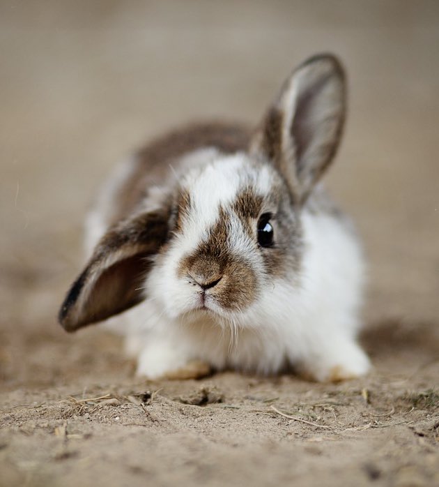 한백수 tweet media