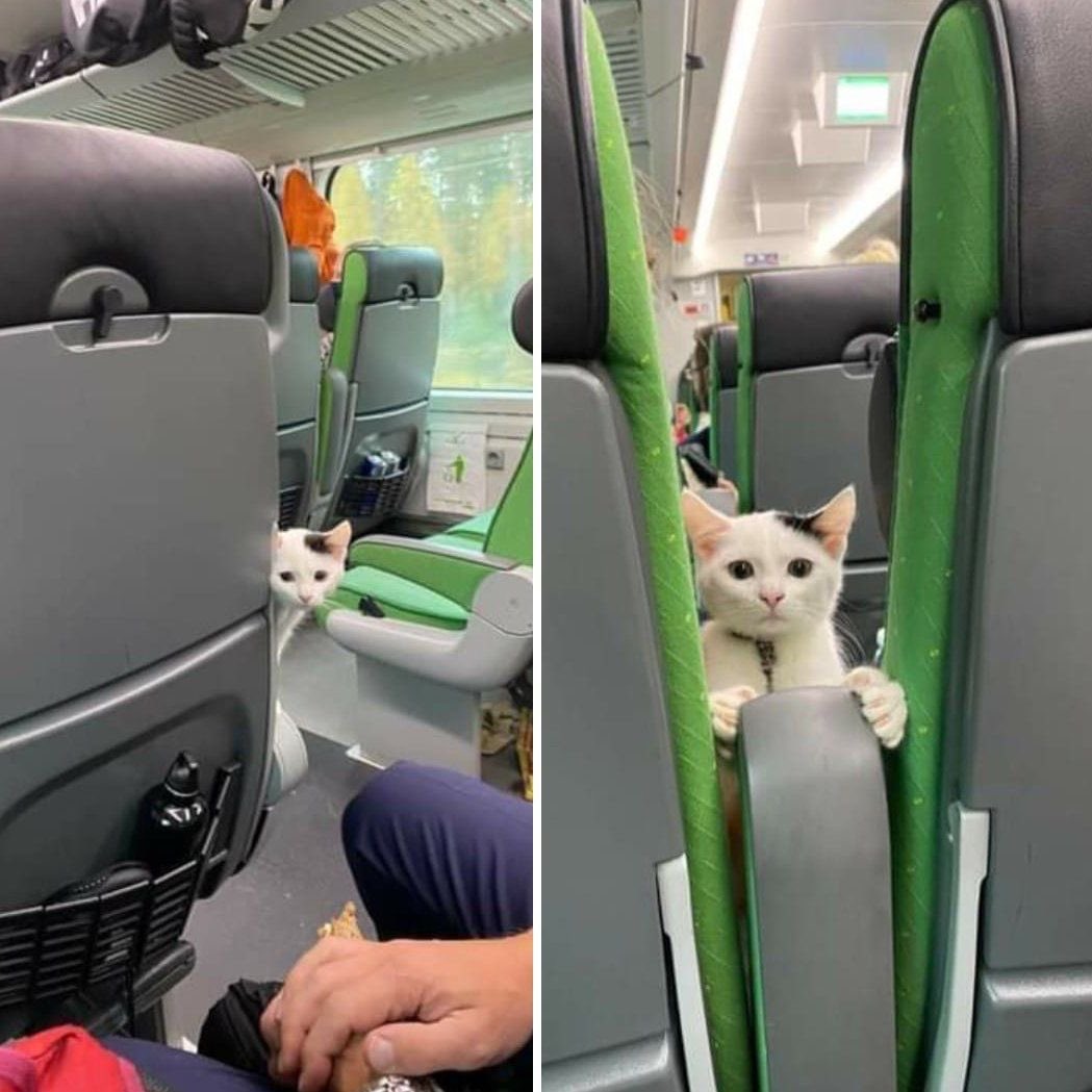 💖 (@twaniimals) on Twitter photo 