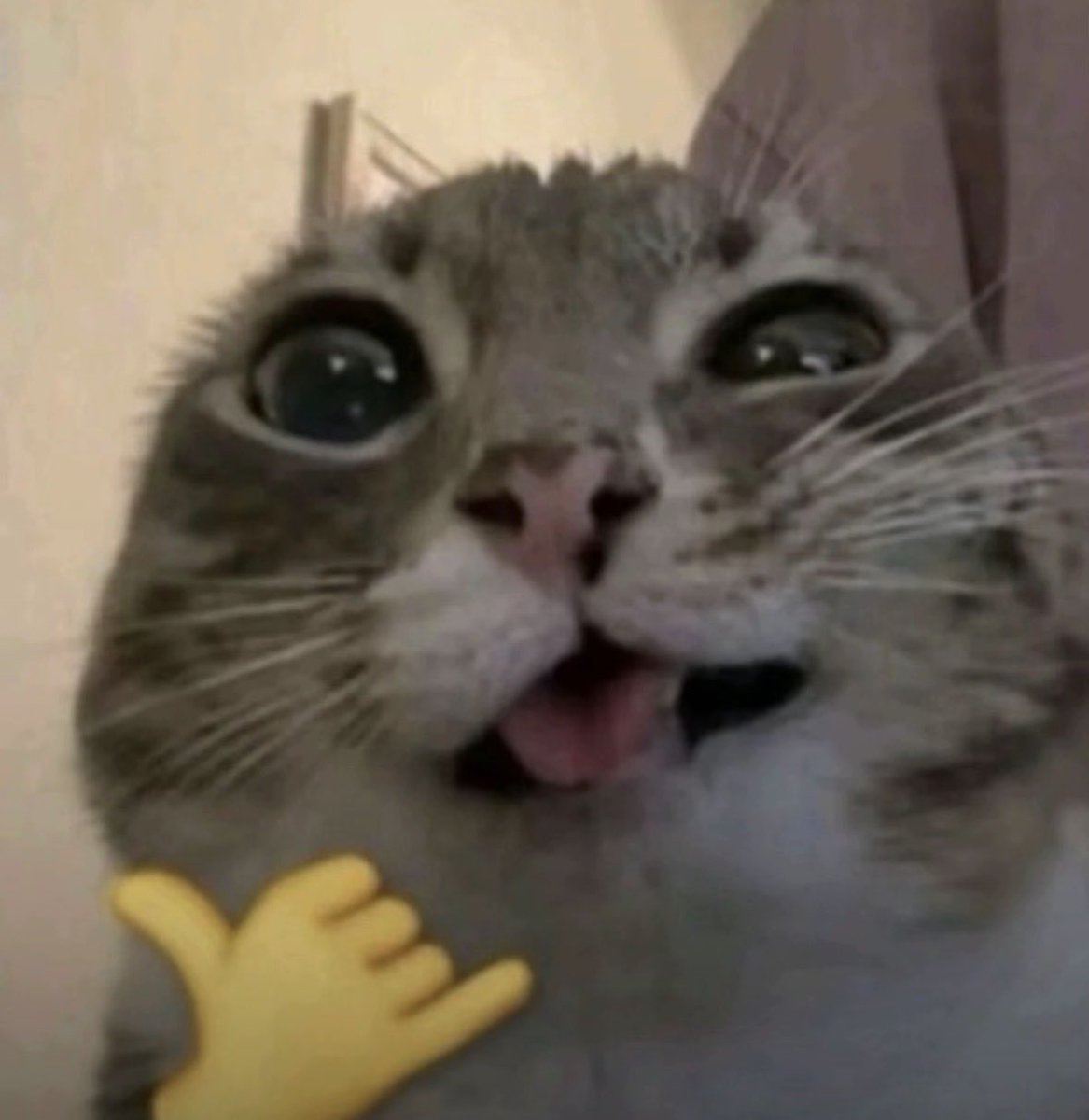 PLSR TreeMan tweet media