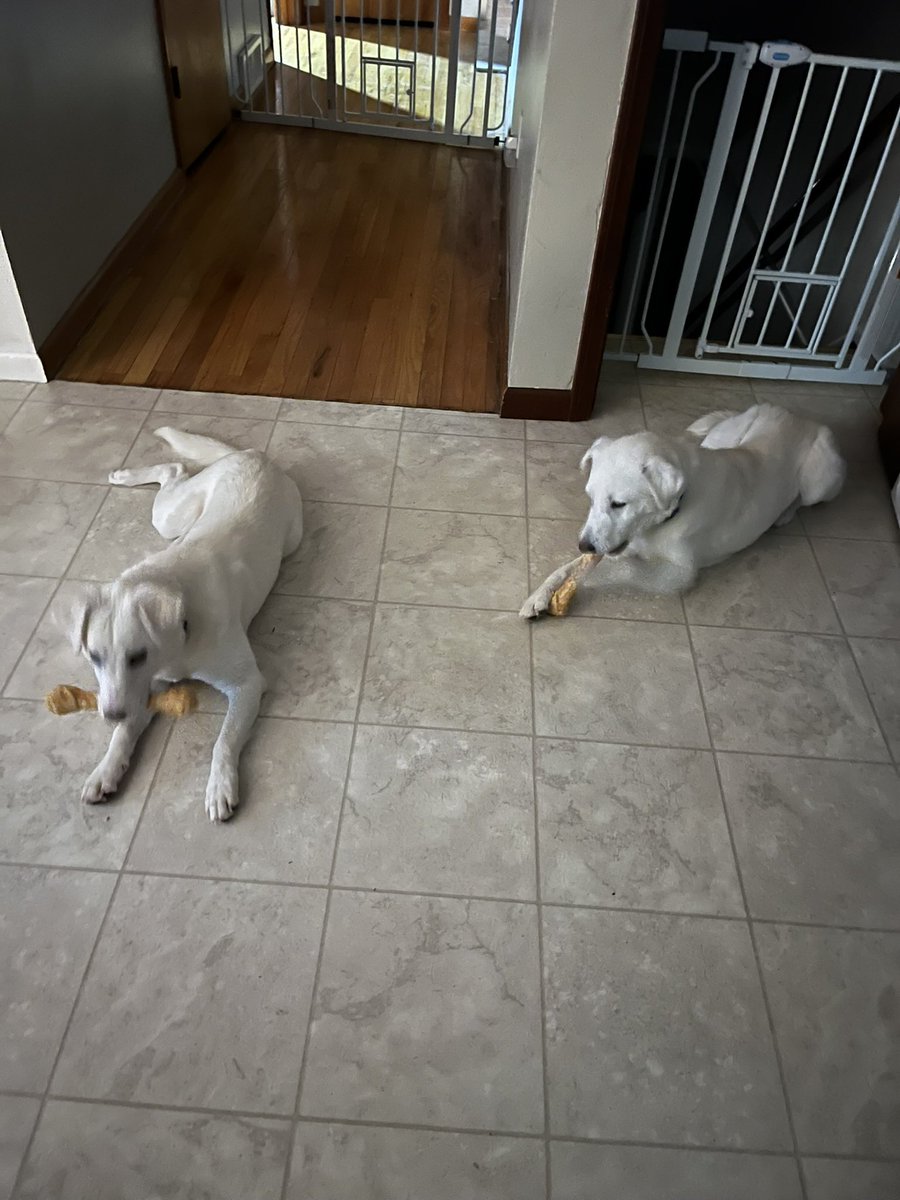 23LbsofHappy's tweet image. Mawm here!  Got to visit my niece’s wonderful rescue pups Mom (18 months) and daughter (6months). Doing great but cannot get them to learn sit?  Tried all our usual ways but they just back up. Skittish so not pushing it. Any tips my Peeps?🤞#Advice #RescueDog #dogsofX