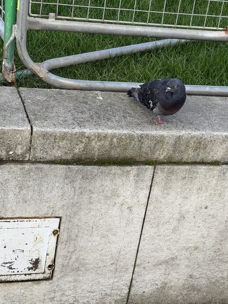 TTTCG | Luke Remick tweet media