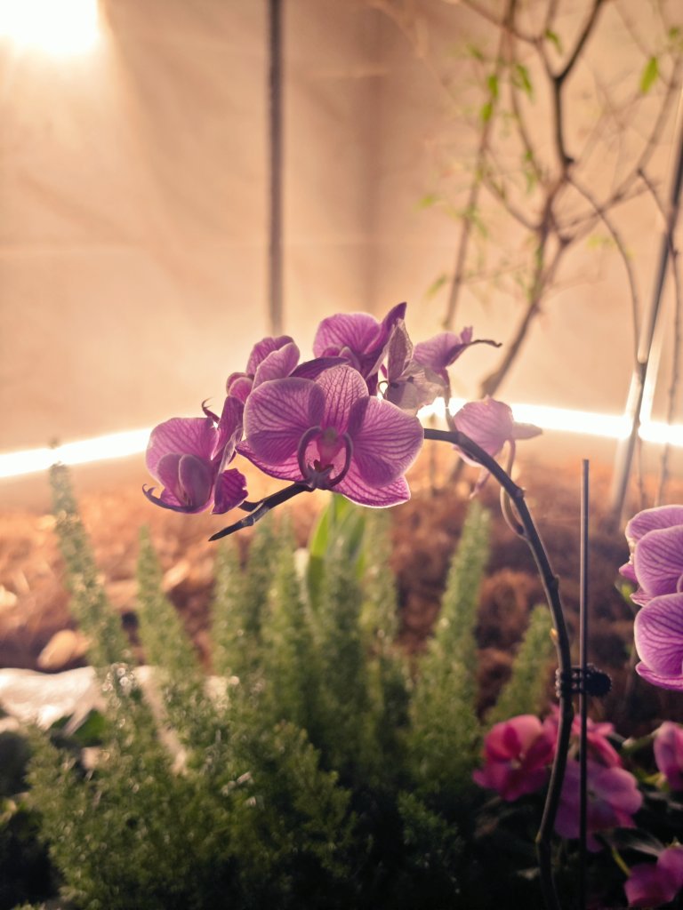 三合一出现 tweet media