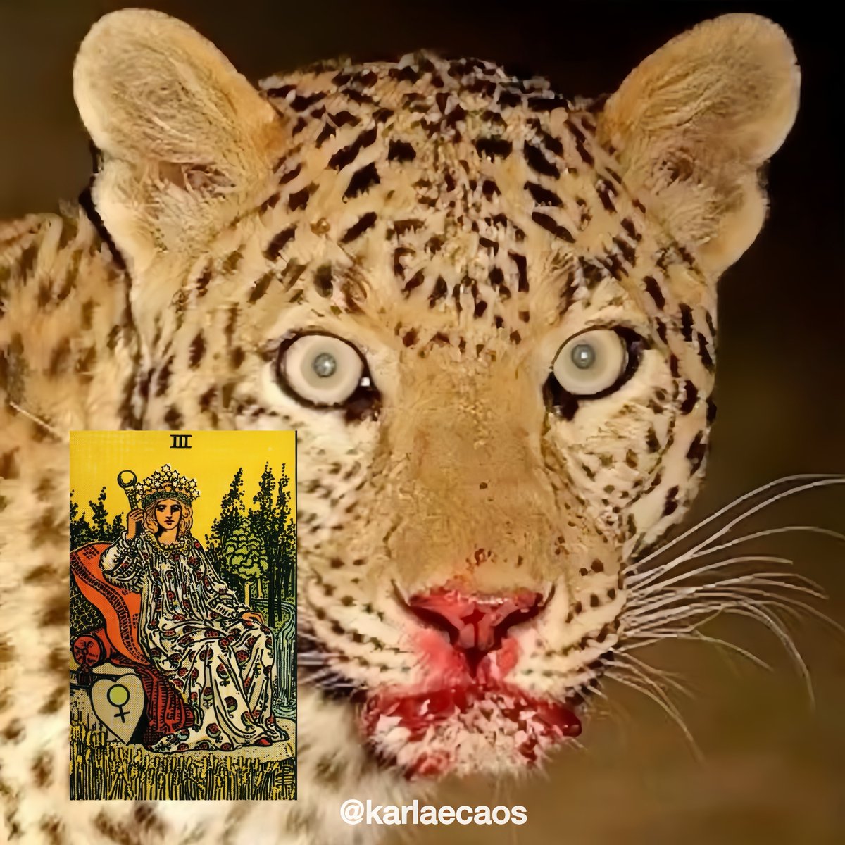 carla ✴︎ tarot 🌸 tweet media
