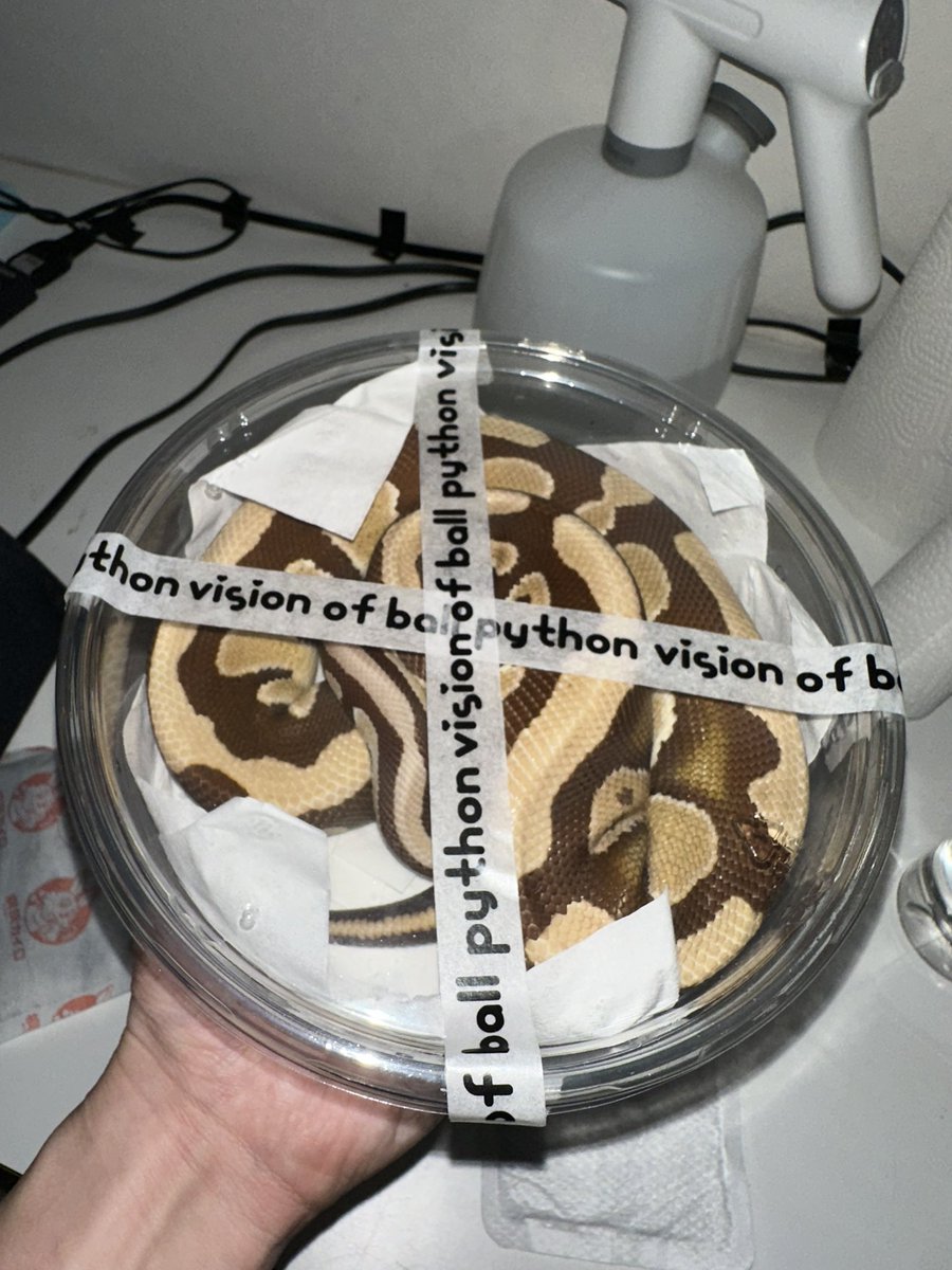 ⚫カイリ🟠 蛇好き tweet media