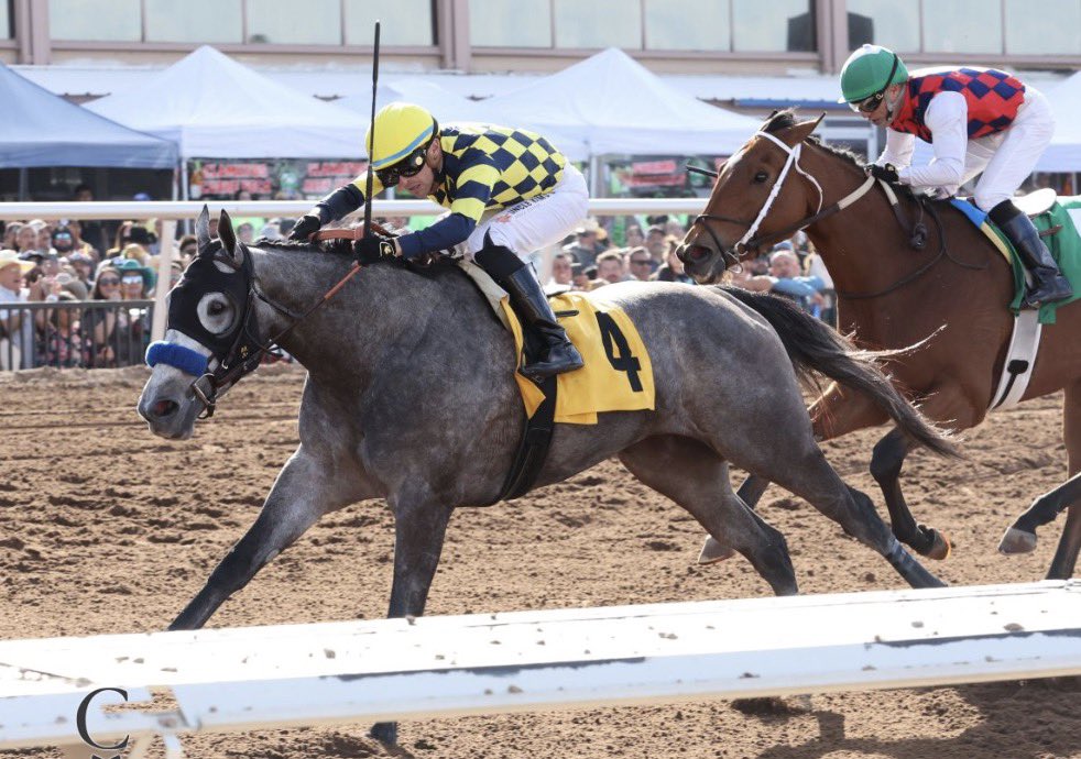 FourStarSales's tweet photo. It was a weekend for the fillies🌺 

@keenelandsales Nov grad BOTTLE OF ROUGE wins the Sunland Park Oaks, earning 20 qualifying points for the G1 KY Oaks
📷 @coadymediaUSA 

@keenelandsales Sept grad CREED’S GOLD wins the Lightning City S
📷 @tampabaydowns

Huge congrats to all! https://t.co/EWFsRSezQl
