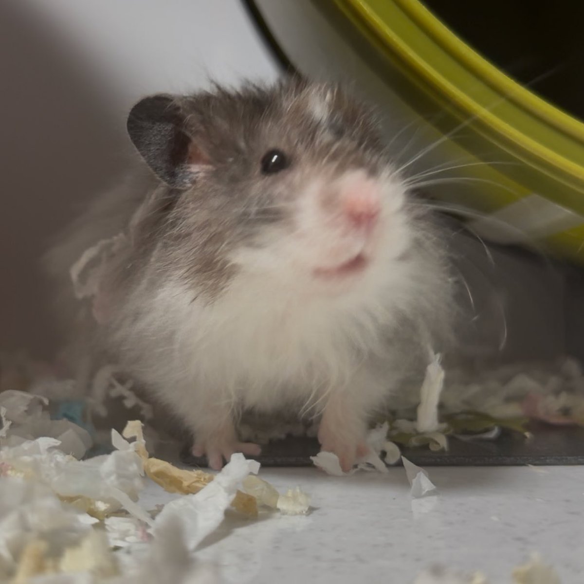 청주에서 구조해온 쿠지 
병원을 다녀오니 생각보다 나이가 많다고 판정받았어요 덩달아 긴장이 풀렸는지 쿠지는 조금 더 자기가 하고싶은 만큼만 아주 조금씩 움직이는 햄이 되었답니다 쿠지에게 어쩌면 더 좋은 넓은 그리고 외동쮜같은 가족을 찾아줄수 있었을지도 몰라요. 그치만 그 가족을