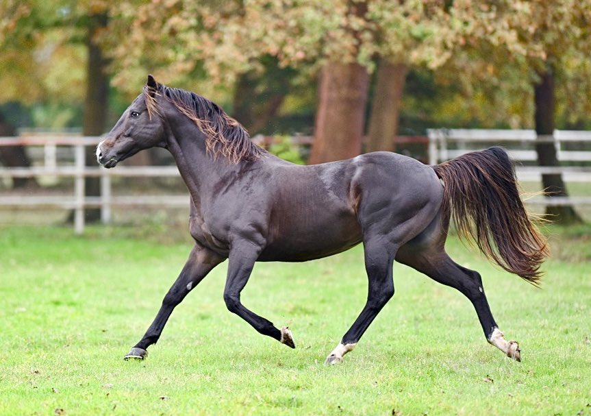 Türk yetiştiriciliğinde derin izler bırakmış, değerli aygır MENDİP’in vefat haberini büyük bir üzüntüyle öğrendik. Mendip Türk yetiştiriciliğine sağladığı kıymetli katkılarla her zaman hatırlanacaktır. Sahibi Ercan Ekürisi’ne, ekibine ve yetiştiricilerimize başsağlığı ve sabır