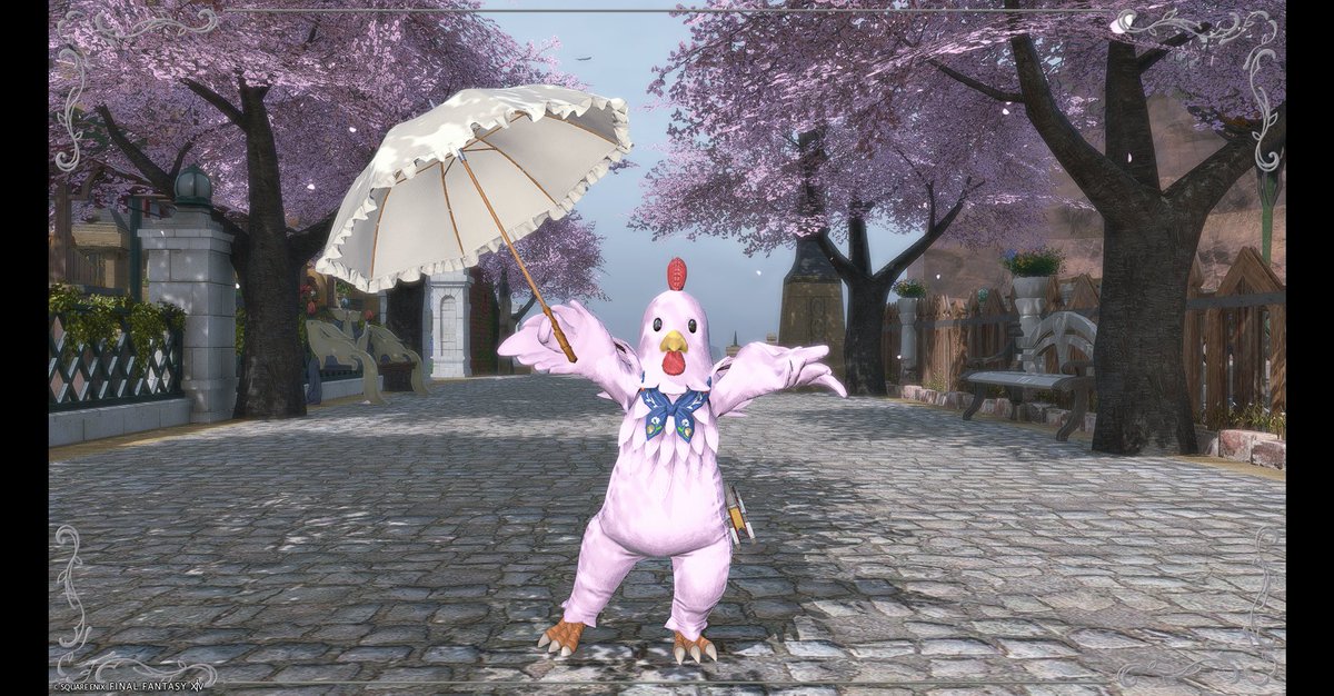 青天市 で #きまぐれねこのおみせ で購入させてもらった傘をとりちゃん