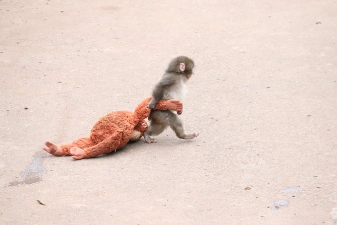 tradermaxis's tweet photo. $PUNCH price dip is an generational oppurtunity to load up. All big accounts irrespective of crypto or language is tweeting about punch-kin. Human connectivity is instant for this one and its always heart warming to see his images or videos. https://t.co/ESu1roJdrP