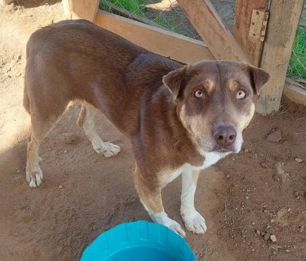 Chocolatita, de entre 4 a 5 años, en adopción responsable. Se encuentra esterilizada, vacunada y desparasitada. Es muy dócil, cariñosa, se lleva bien con otros perros y le encanta la compañía humana. Si deseas darle un hogar, comunícate al +56950258648. Favor RT!
#Santiago