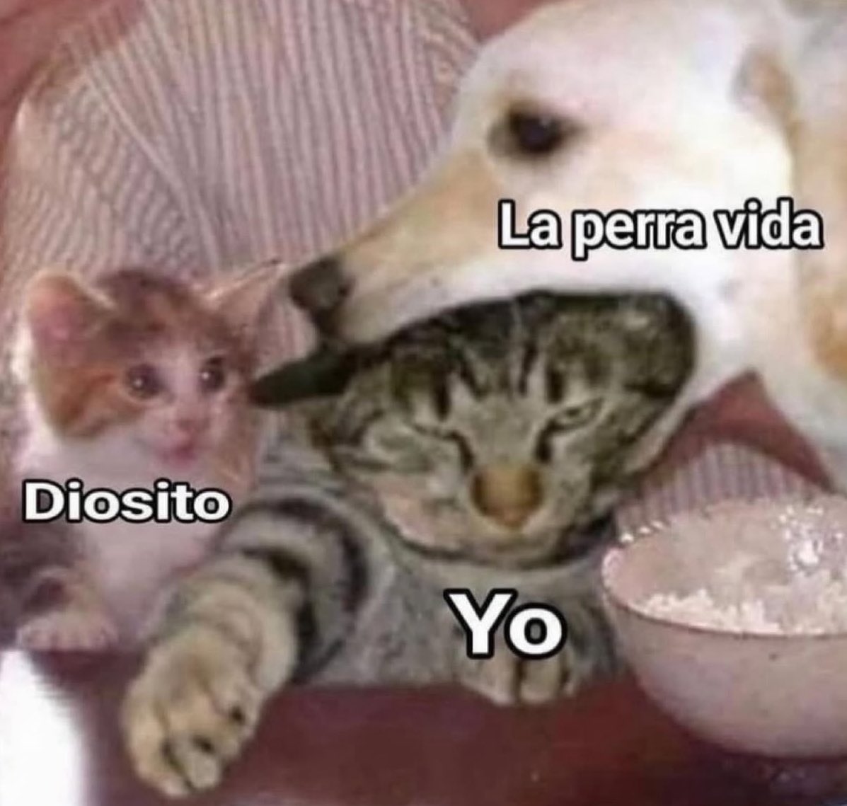 conoloracigarro's tweet photo. https://t.co/xbKVMFcXLA