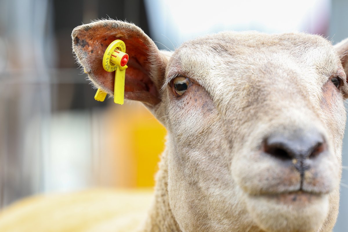 Cormac Tagging 🐄🐏 🏷 tweet media