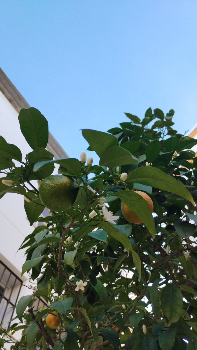 LugardoG's tweet photo. Con qué poco llama la primavera a las puertas de Sevilla. Y con cuántas ganas la recibimos. El primer olor de azahar. https://t.co/V62CojzWu8