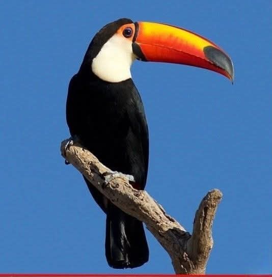 Wat comes to ur mind wen u see this bird?