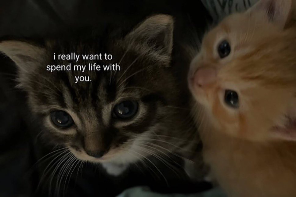 cats.jpg (@catsdotjpg) on Twitter photo 