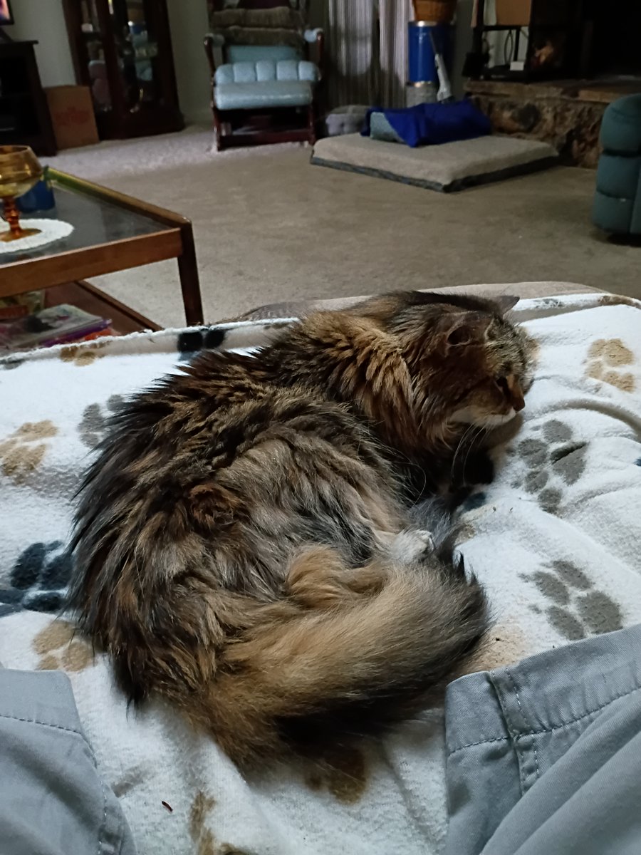 WichmanMarc's tweet image. Harlow's dad here. I'm asking for a paw circle for Harlow. She is going in Wednesday for a CT scan of her head and they have to put her under to do it. Please sent her all you positive thoughts to assure she comes out of it after the test. Thank you to all. Marc