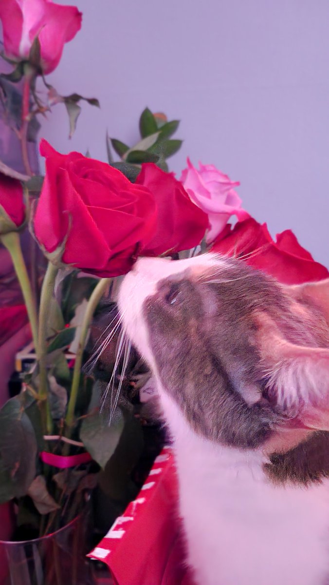 h e a v e n l y tweet media