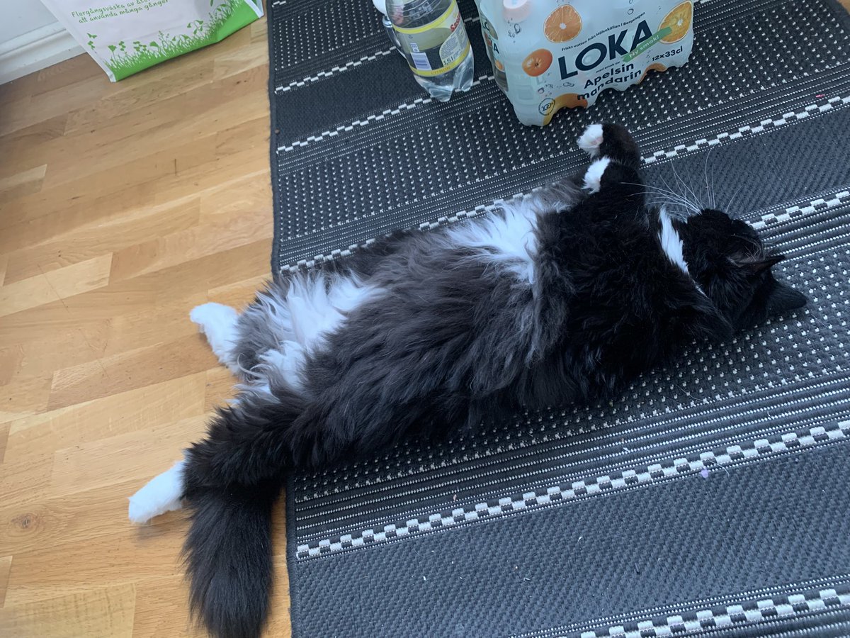 malleuses's tweet photo. i love coming home from a long day at work and see my unemployed freeloader fat cat laying around like she owns the house https://t.co/xhwm6X8YXg