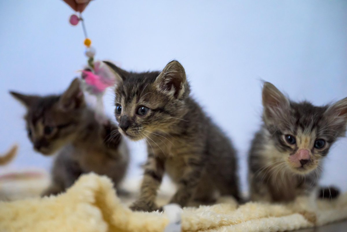 alcaldia_ss's tweet photo. ¿Y si el amor más sincero llega con bigotes?😺

Estos pequeños buscan algo muy grande: un hogar lleno de cuidado y cariño.

Son bebés, tiernos y listos para llenar de ronroneos la vida de quien decida adoptarlos.🥹🫶🏻 https://t.co/PkZY7InlNU