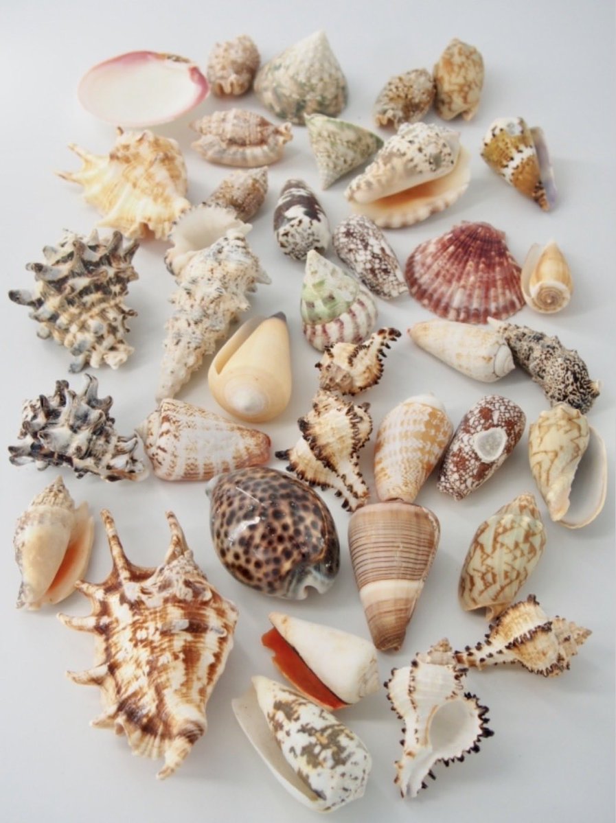 イモガイ、巻貝、二枚貝、タカラガイなど様々な種類、サイズの貝殻が約