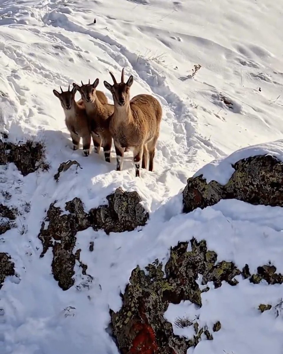 Bu canlar bir aile ve tek tek öldürüldüler 😪😡

Av katliamdır❗️

#AvcılıkCinayettir