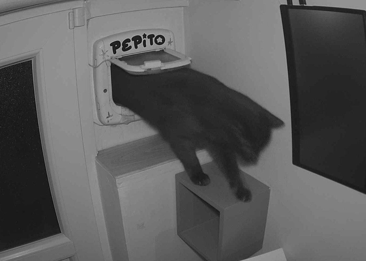 PepitoTheCat's tweet photo. Pépito is back home (22:30:50) https://t.co/K7vh4bS1wz