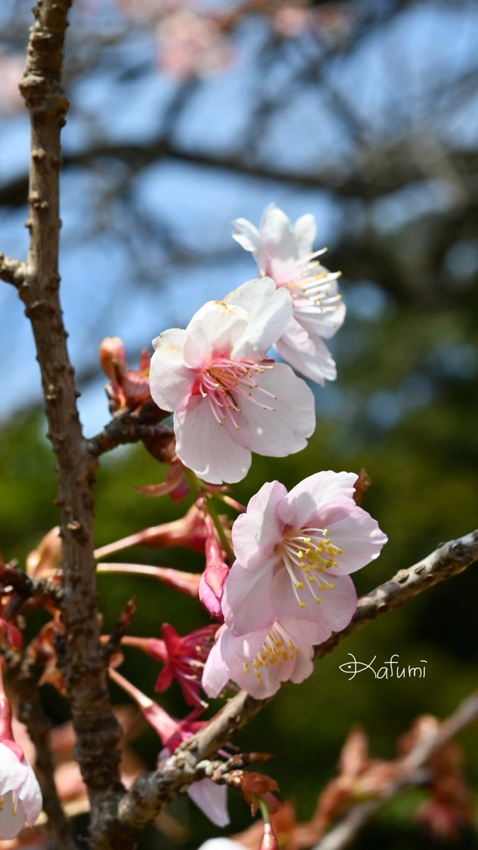 花日記 Community on X - 313 Members