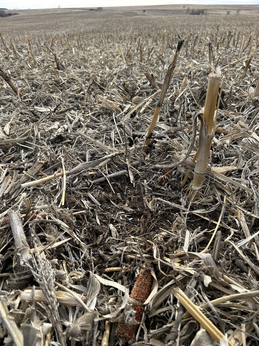 Riley Sides tweet media