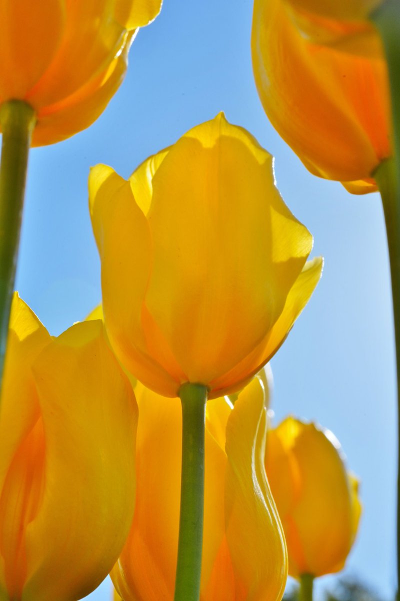 おはようございます
みずの森の
アイスチューリップ
黄色も美しい〜
It’s beautiful( *´꒳`*)
 #アイスチューリップ 
 #チューリップ