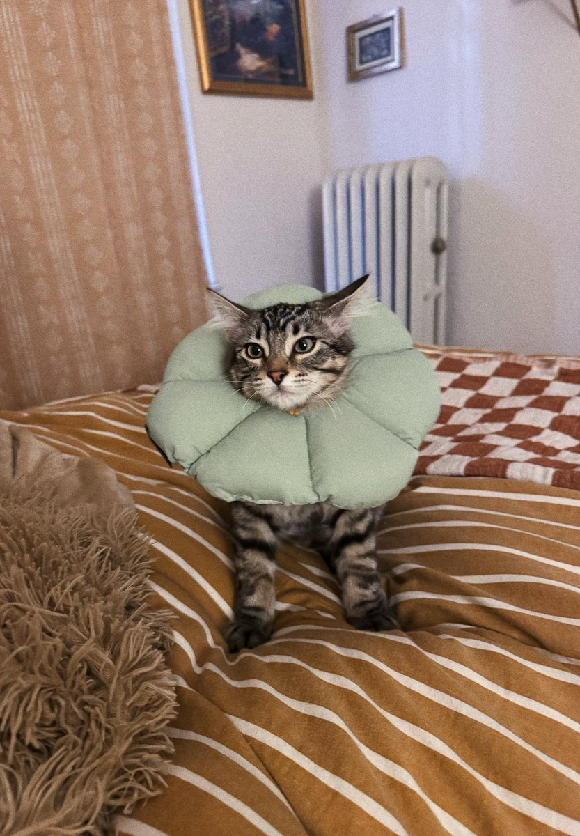 he wishes to be violent.

instead he is a little flower.