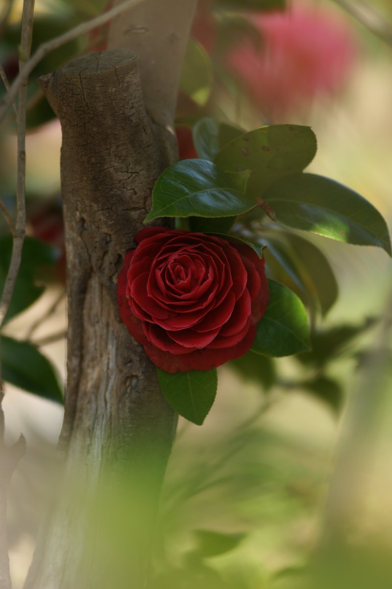 jerritama🐈🐟🐈 tweet media