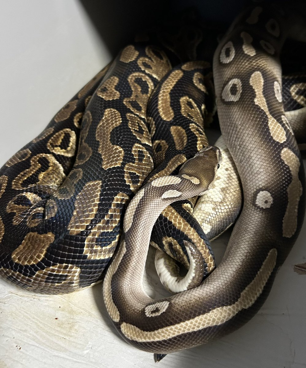 GEEK’S(ギークス) tweet media