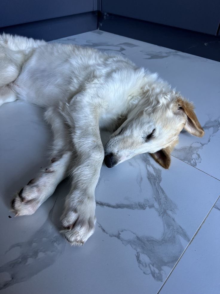 Borzoi Fun Fact #41: go away... ime slepeinhg,,,,