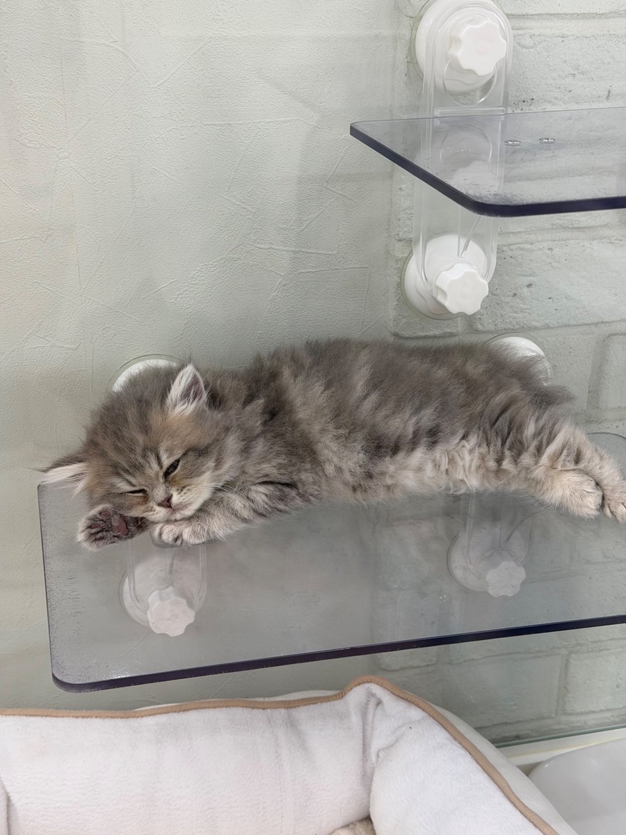 Make Gio Scotti Skinny Again Groyper tweet media