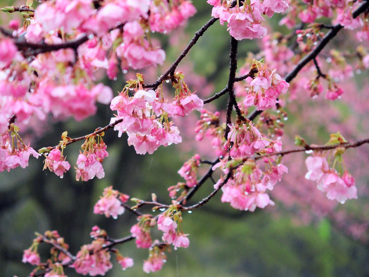 早咲き桜が満開、Xで美しい写真が次々